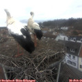 09_55-nest.jpg