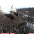 10_00-nest.jpg