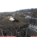 11_10-nest.jpg