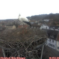 11_15-nest.jpg