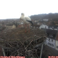 11_25-nest.jpg