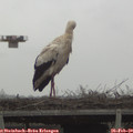 11_30-mast.jpg