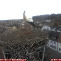 11_30-nest.jpg