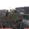 11_40-nest.jpg