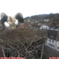11_45-nest.jpg