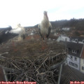 11_50-nest.jpg