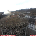 12_00-nest.jpg