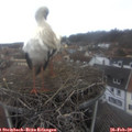 12_10-nest.jpg