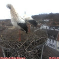 12_20-nest.jpg