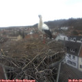 12_35-nest.jpg