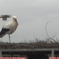 13_10-mast.jpg