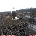 13_20-nest.jpg