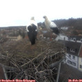 13_30-nest.jpg