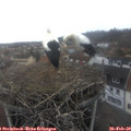 13_40-nest.jpg