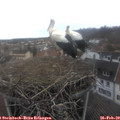 13_45-nest.jpg
