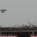 14_10-mast.jpg