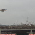 14_50-mast.jpg