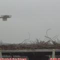 15_10-mast.jpg
