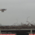 15_15-mast.jpg