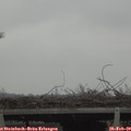 15_55-mast.jpg