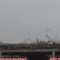 16_15-mast.jpg