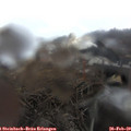 17_35-nest.jpg