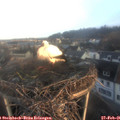 07_20-nest.jpg