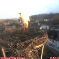 07_25-nest.jpg