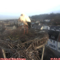 07_30-nest.jpg