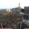 07_45-nest.jpg