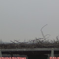 09_05-mast.jpg