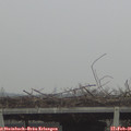 09_20-mast.jpg