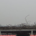 09_55-mast.jpg