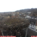 09_55-nest.jpg
