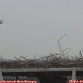 10_05-mast.jpg