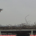 10_10-mast.jpg