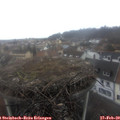 10_25-nest.jpg