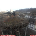 10_30-nest.jpg