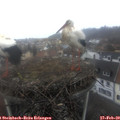 10_35-nest.jpg