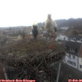 10_40-nest.jpg