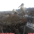 10_45-nest.jpg