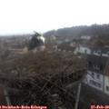 10_50-nest.jpg