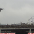 11_10-mast.jpg
