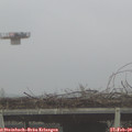 11_20-mast.jpg