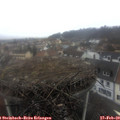 11_50-nest.jpg
