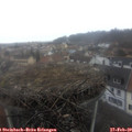 12_10-nest.jpg