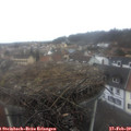 13_00-nest.jpg