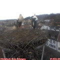 14_15-nest.jpg
