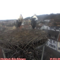 14_20-nest.jpg
