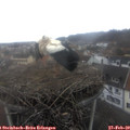 14_25-nest.jpg